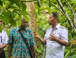 Tindak Lanjut Diskusi Investasi, Wabup Kepulauan Yapen Tinjau Langsung Kebun Kakao di Kampung Waniwon