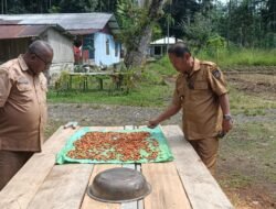 Wabup Yapen Tinjau Kebun Kakao di Yawakukat, Cek Kesiapan Petani Hadapi Permintaan Investor