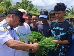 Persiapkan Kader Pramuka ke Jamnas, Wakil Bupati Yapen Turun ke Sawah Ajarkan Tanam Padi
