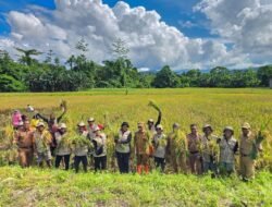Wakil Bupati Yapen Panen Padi Bersama Petani di Kosiwo, Dorong Penguatan Ketahanan Pangan
