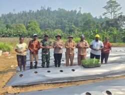 15 Ribu Bibit Cabai Ditanam, Yapen Jaga Inflasi