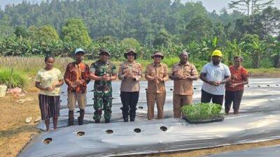 15 Ribu Bibit Cabai Ditanam, Yapen Jaga Inflasi